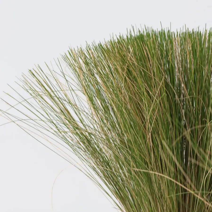 Tuinplanten-Plant in a Box Vedergras - Set van 6 - Stipa tenuifolia 'Pony Tails' - Hoogte 20-30cm - ⌀9cm