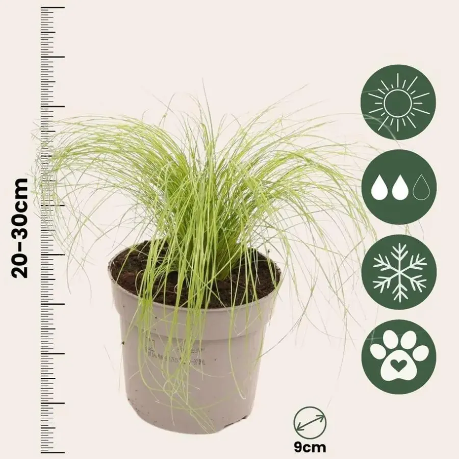 Tuinplanten-Plant in a Box Vedergras - Set van 6 - Stipa tenuifolia 'Pony Tails' - Hoogte 20-30cm - ⌀9cm