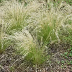 Tuinplanten-Plant in a Box Vedergras - Set van 6 - Stipa tenuifolia 'Pony Tails' - Hoogte 20-30cm - ⌀9cm