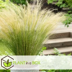 Tuinplanten-Plant in a Box Vedergras - Set van 6 - Stipa tenuifolia 'Pony Tails' - Hoogte 20-30cm - ⌀9cm