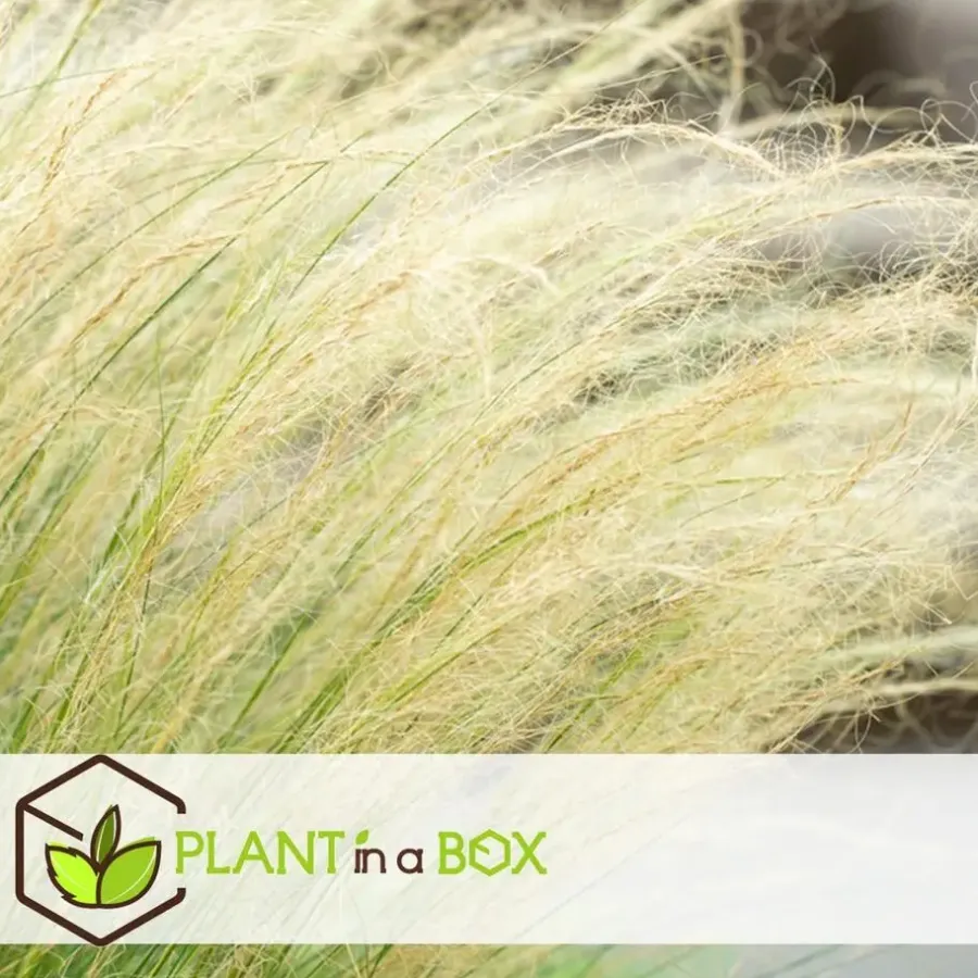 Tuinplanten-Plant in a Box Vedergras - Set van 6 - Stipa tenuifolia 'Pony Tails' - Hoogte 20-30cm - ⌀9cm
