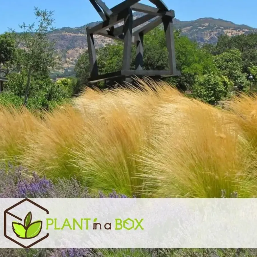 Tuinplanten-Plant in a Box Vedergras - Set van 6 - Stipa tenuifolia 'Pony Tails' - Hoogte 20-30cm - ⌀9cm
