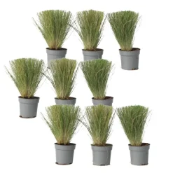 Plant in a Box Vedergras - Set van 9 - Stipa tenuifolia 'Pony Tails' - Hoogte 20-30cm - ⌀9cm