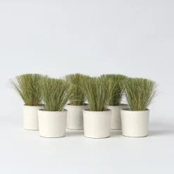 Plant in a Box Vedergras - Set van 9 - Stipa tenuifolia 'Pony Tails' - Hoogte 20-30cm - ⌀9cm