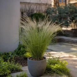 Plant in a Box Vedergras - Set van 9 - Stipa tenuifolia 'Pony Tails' - Hoogte 20-30cm - ⌀9cm