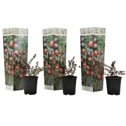 Plant in a Box Veenbes - Set van 3 - Vaccinium macrocarpon 'Cranberry' - Hoogte 10-20cm - ⌀9cm