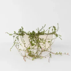 Plant in a Box Veenbes - Set van 3 - Vaccinium macrocarpon 'Cranberry' - Hoogte 10-20cm - ⌀9cm