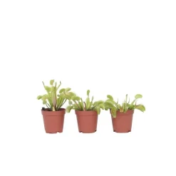 Kamerplanten-Plant in a Box Venus vliegenvanger - Set van 3 - Dionaea muscipula - Hoogte 5-15cm - ⌀5,5cm