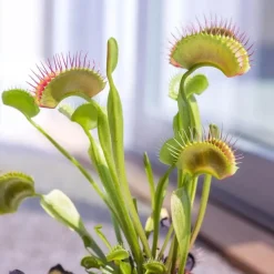 Kamerplanten-Plant in a Box Venus vliegenvanger - Set van 3 - Dionaea muscipula - Hoogte 5-15cm - ⌀5,5cm