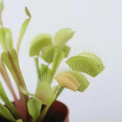 Kamerplanten-Plant in a Box Venus vliegenvanger - Set van 3 - Dionaea muscipula - Hoogte 5-15cm - ⌀5,5cm