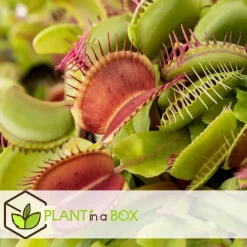 Kamerplanten-Plant in a Box Venus vliegenvanger - Set van 3 - Dionaea muscipula - Hoogte 5-15cm - ⌀5,5cm