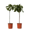 Planten|Bomen-Plant in a Box Vijgenboom - Set van 2 - Ficus Carica - Hoogte 70-90cm - ⌀21cm
