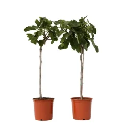 Planten|Bomen-Plant in a Box Vijgenboom - Set van 2 - Ficus Carica - Hoogte 70-90cm - ⌀21cm