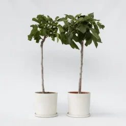 Planten|Bomen-Plant in a Box Vijgenboom - Set van 2 - Ficus Carica - Hoogte 70-90cm - ⌀21cm