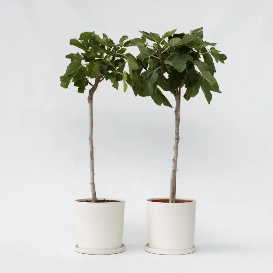 Planten|Bomen-Plant in a Box Vijgenboom - Set van 2 - Ficus Carica - Hoogte 70-90cm - ⌀21cm