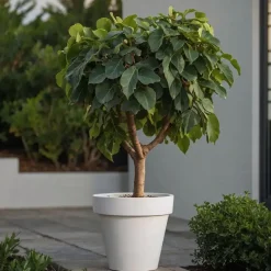Planten|Bomen-Plant in a Box Vijgenboom - Set van 2 - Ficus Carica - Hoogte 70-90cm - ⌀21cm