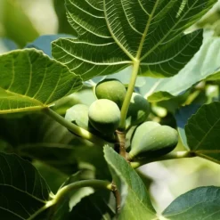 Planten|Bomen-Plant in a Box Vijgenboom - Set van 2 - Ficus Carica - Hoogte 70-90cm - ⌀21cm