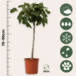 Planten|Bomen-Plant in a Box Vijgenboom - Set van 2 - Ficus Carica - Hoogte 70-90cm - ⌀21cm