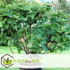Planten|Bomen-Plant in a Box Vijgenboom - Set van 2 - Ficus Carica - Hoogte 70-90cm - ⌀21cm