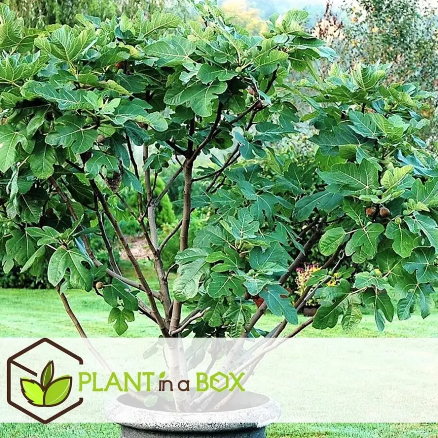 Planten|Bomen-Plant in a Box Vijgenboom - Set van 2 - Ficus Carica - Hoogte 70-90cm - ⌀21cm