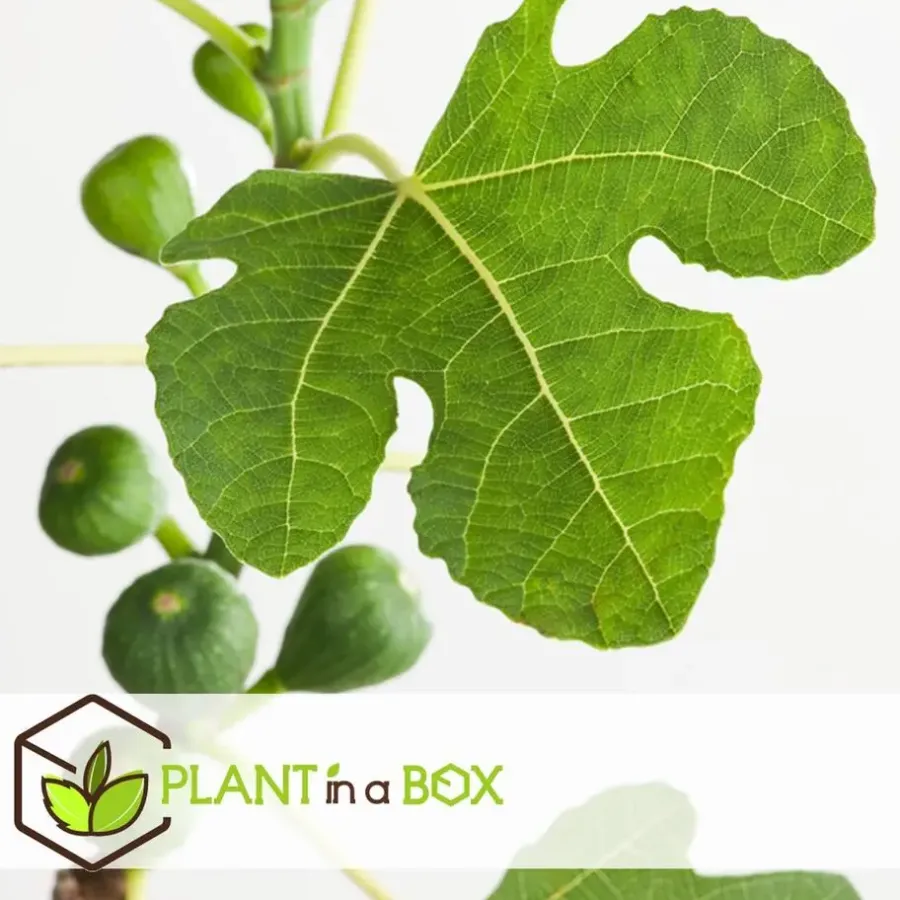 Planten|Bomen-Plant in a Box Vijgenboom - Set van 2 - Ficus Carica - Hoogte 70-90cm - ⌀21cm