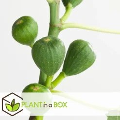 Planten|Bomen-Plant in a Box Vijgenboom - Set van 2 - Ficus Carica - Hoogte 70-90cm - ⌀21cm