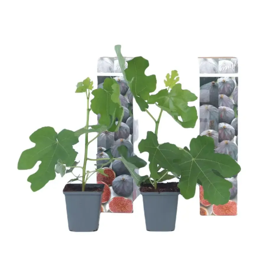 Planten|Bomen-Plant in a Box Vijgenboom - Set van 2 - Ficus carica 'Brown Turkey' - Hoogte 25-40cm - ⌀9cm