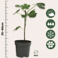 Planten|Bomen-Plant in a Box Vijgenboom - Set van 2 - Ficus carica 'Brown Turkey' - Hoogte 25-40cm - ⌀9cm