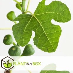 Planten|Bomen-Plant in a Box Vijgenboom - Set van 2 - Ficus carica 'Brown Turkey' - Hoogte 25-40cm - ⌀9cm