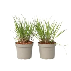 Planten|Tuinplanten-Plant in a Box Vingergras - 2 stuks - Panicum Virgatum 'Squaw' - Hoogte 40-60cm - ⌀23cm