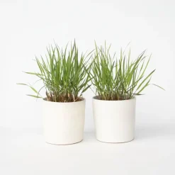 Planten|Tuinplanten-Plant in a Box Vingergras - 2 stuks - Panicum Virgatum 'Squaw' - Hoogte 40-60cm - ⌀23cm
