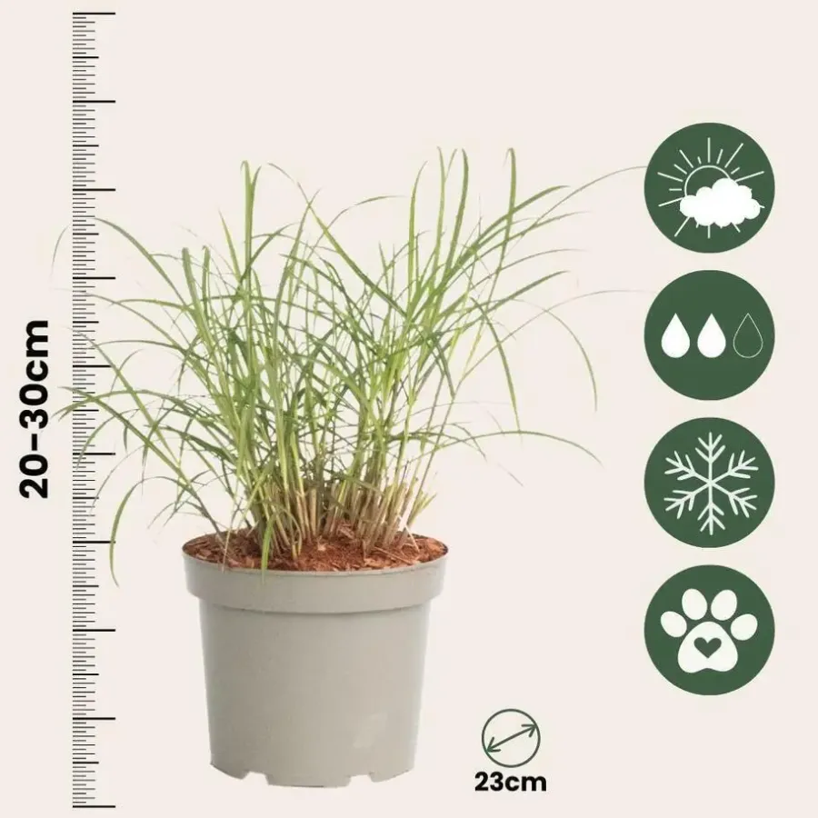 Planten|Tuinplanten-Plant in a Box Vingergras - 2 stuks - Panicum Virgatum 'Squaw' - Hoogte 40-60cm - ⌀23cm