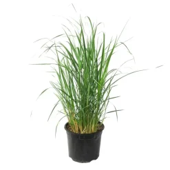 Planten|Tuinplanten-Plant in a Box Vingergras - Panicum virgatum 'Heavy Metal' - Hoogte 40-60cm - ⌀23cm