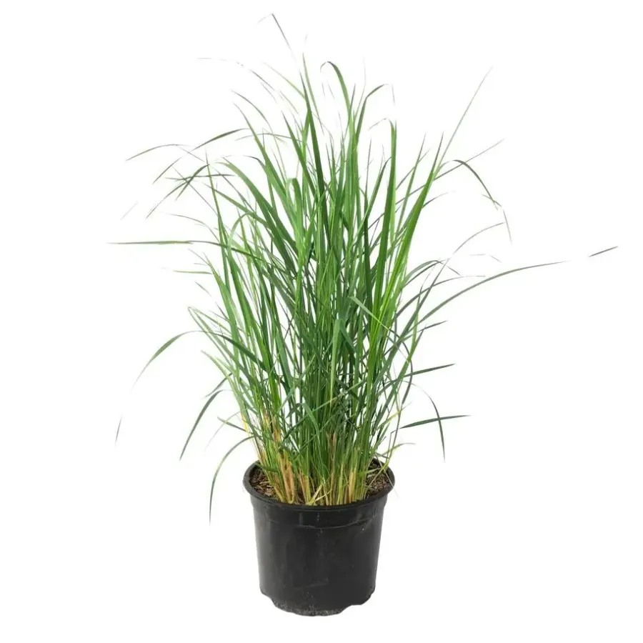 Planten|Tuinplanten-Plant in a Box Vingergras - Panicum virgatum 'Heavy Metal' - Hoogte 40-60cm - ⌀23cm