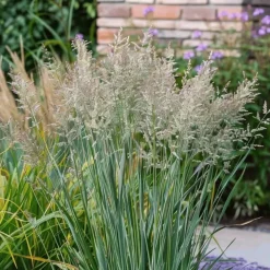Planten|Tuinplanten-Plant in a Box Vingergras - Panicum virgatum 'Heavy Metal' - Hoogte 40-60cm - ⌀23cm