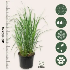 Planten|Tuinplanten-Plant in a Box Vingergras - Panicum virgatum 'Heavy Metal' - Hoogte 40-60cm - ⌀23cm