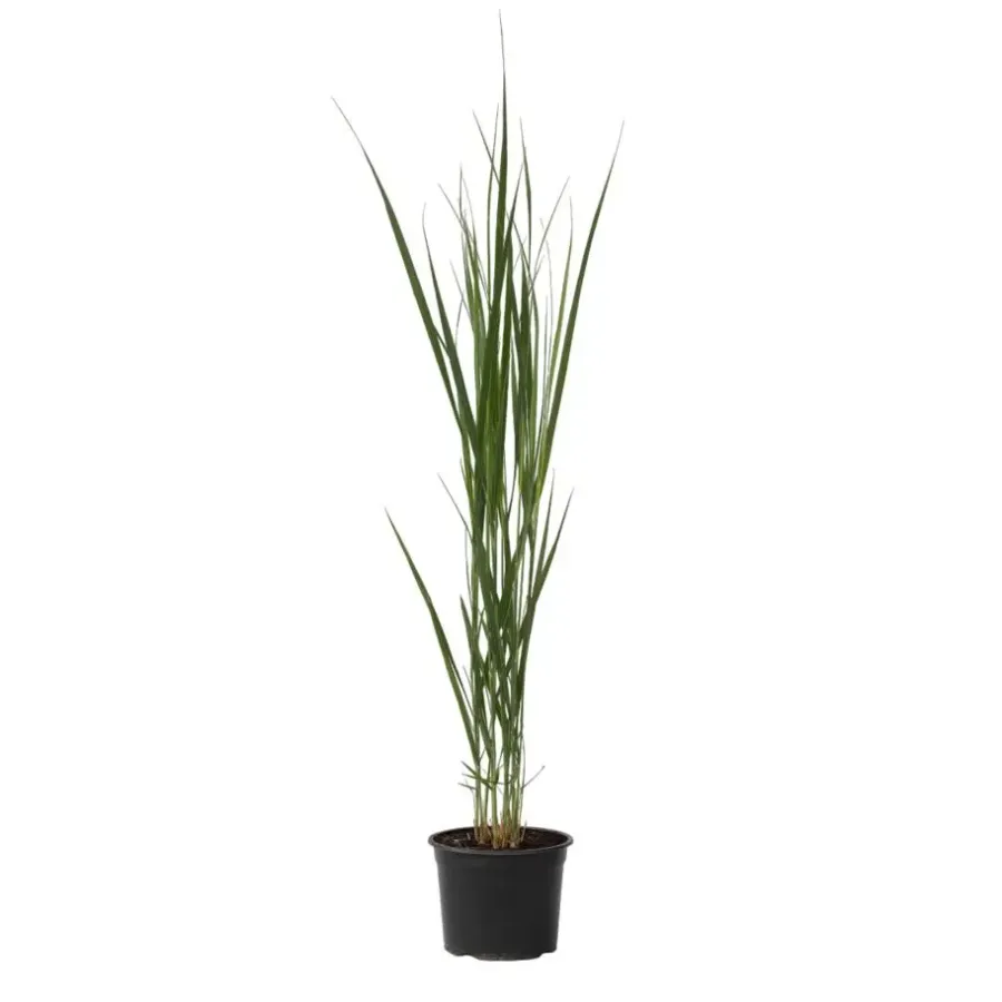 Planten|Tuinplanten-Plant in a Box Vingergras - Panicum virgatum 'Northwind' - Hoogte 40-60cm - ⌀23cm