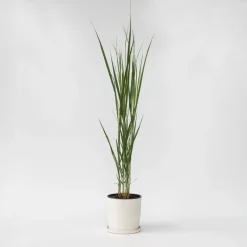 Planten|Tuinplanten-Plant in a Box Vingergras - Panicum virgatum 'Northwind' - Hoogte 40-60cm - ⌀23cm