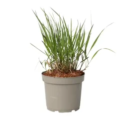 Planten|Tuinplanten-Plant in a Box Vingergras - Panicum Virgatum 'Squaw' - Hoogte 40-60cm - ⌀23cm