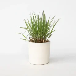 Planten|Tuinplanten-Plant in a Box Vingergras - Panicum Virgatum 'Squaw' - Hoogte 40-60cm - ⌀23cm