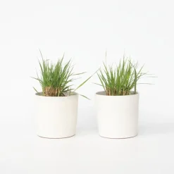 Plant in a Box Vingergras - Set van 2 - Panicum virgatum 'Heavy Metal' - Hoogte 40-60cm - ⌀23cm