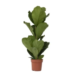 Plant in a Box Vioolbladplant - Ficus Lyrata - Hoogte 70-90cm - ⌀21cm