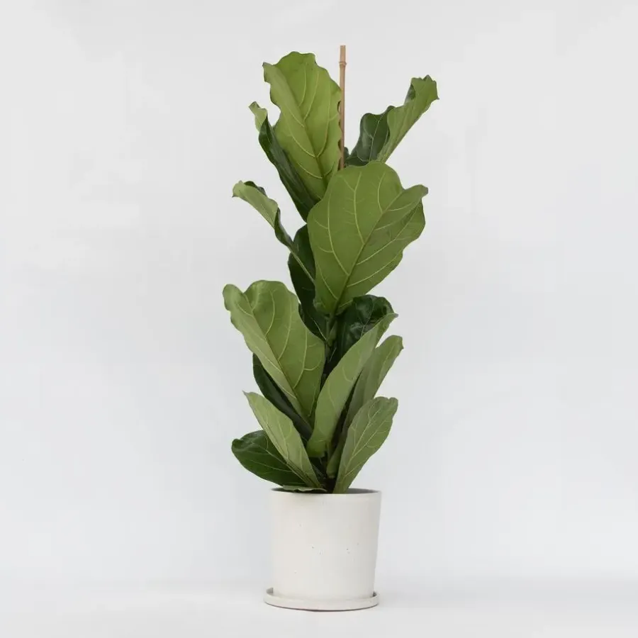 Plant in a Box Vioolbladplant - Ficus Lyrata - Hoogte 70-90cm - ⌀21cm