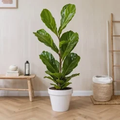 Plant in a Box Vioolbladplant - Ficus Lyrata - Hoogte 70-90cm - ⌀21cm