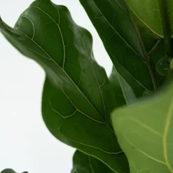 Plant in a Box Vioolbladplant - Ficus Lyrata - Hoogte 70-90cm - ⌀21cm