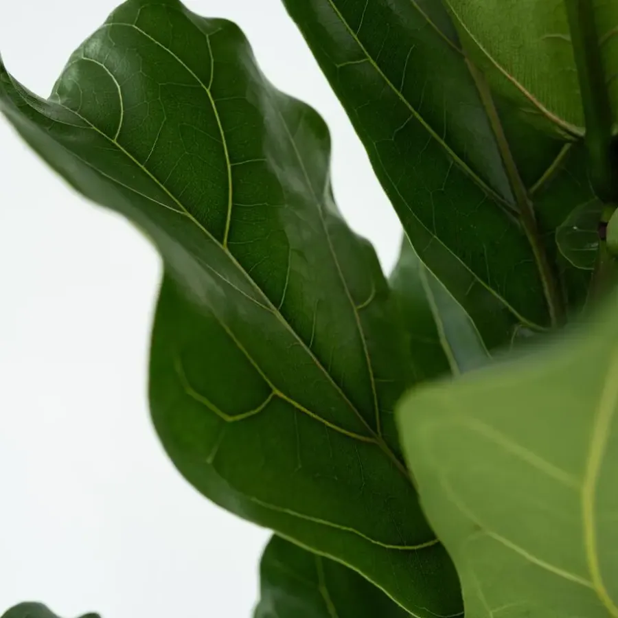 Plant in a Box Vioolbladplant - Ficus Lyrata - Hoogte 70-90cm - ⌀21cm