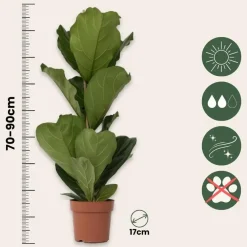 Plant in a Box Vioolbladplant - Ficus Lyrata - Hoogte 70-90cm - ⌀21cm