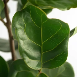 Plant in a Box Vioolbladplant - Ficus Lyrata - Hoogte 70-90cm - ⌀21cm