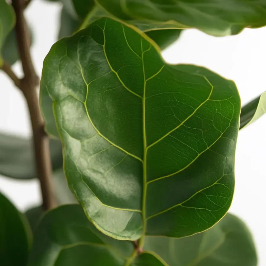 Plant in a Box Vioolbladplant - Ficus Lyrata - Hoogte 70-90cm - ⌀21cm