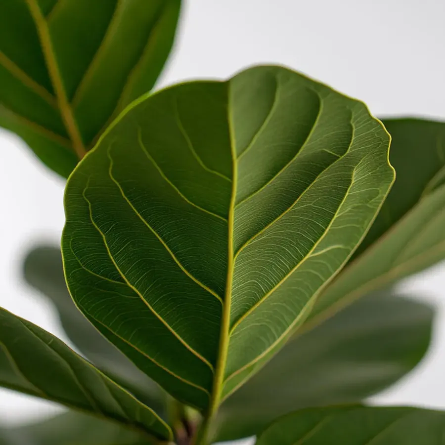 Plant in a Box Vioolbladplant - Ficus Lyrata - Hoogte 70-90cm - ⌀21cm